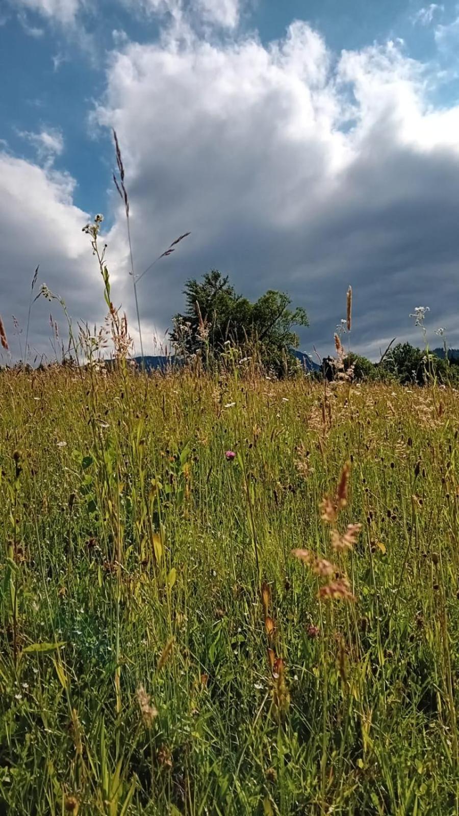 My Little Village Poiana Mărului Eksteriør billede